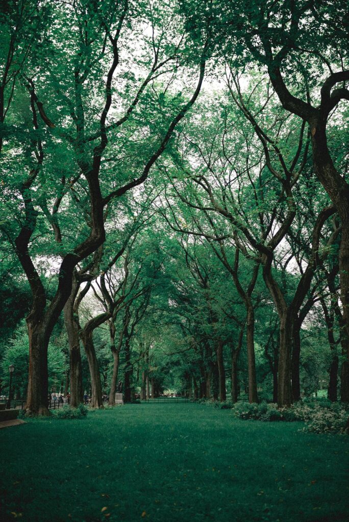  Image of tree-lined path in a park, with tall, lush green trees arching over the walkway. The branches form a natural canopy, creating a tunnel-like effect, while the ground is covered with vibrant green grass. The scene exudes tranquility and is illuminated by soft, natural light filtering through the dense foliage, giving the area a peaceful, almost magical atmosphere.